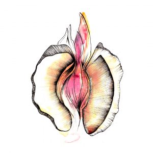 Coñailla Melocotón