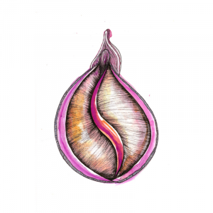 Coñaillas. Concha Cowrie